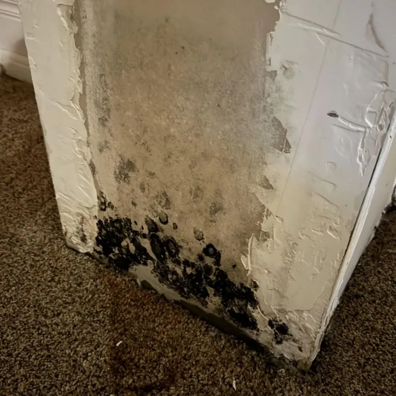 Professional Mold Removal in Rancho Penasquitos, CA